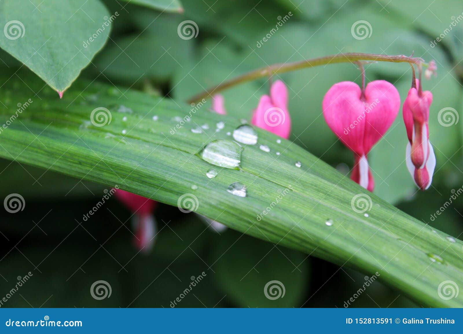Gotas De Agua En Una Hoja De Una Planta, Flores Rosadas En El Fondo Imagen de archivo - Imagen de gotita, lluvia: 152813591 Gotas De Agua En Una Hoja De Una Planta, Flores Rosadas En El Fondo Imagen de archivo - Imagen de gotita, lluvia: 152813591