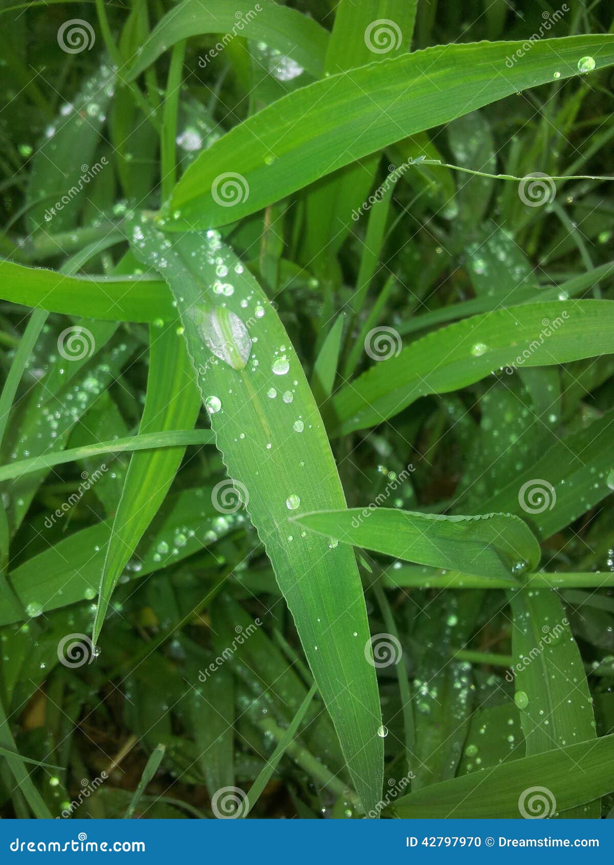 gotas de lluvia