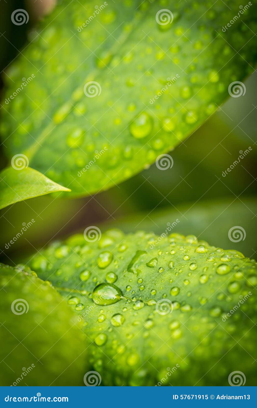 Gotas del agua en las hojas verdes. Riegue los descensos en las hojas verdes en el jardín