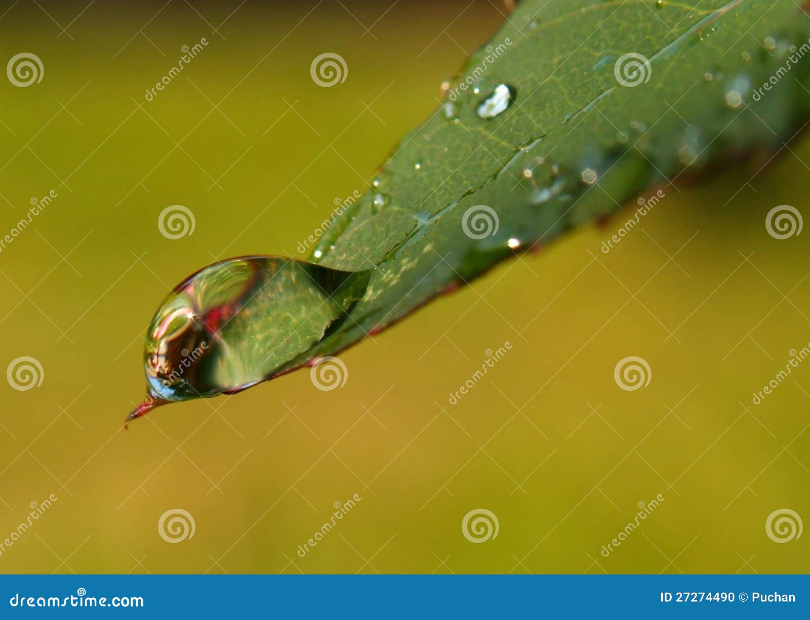 Gotas en una hoja. Gotas de rocío en una hoja verde