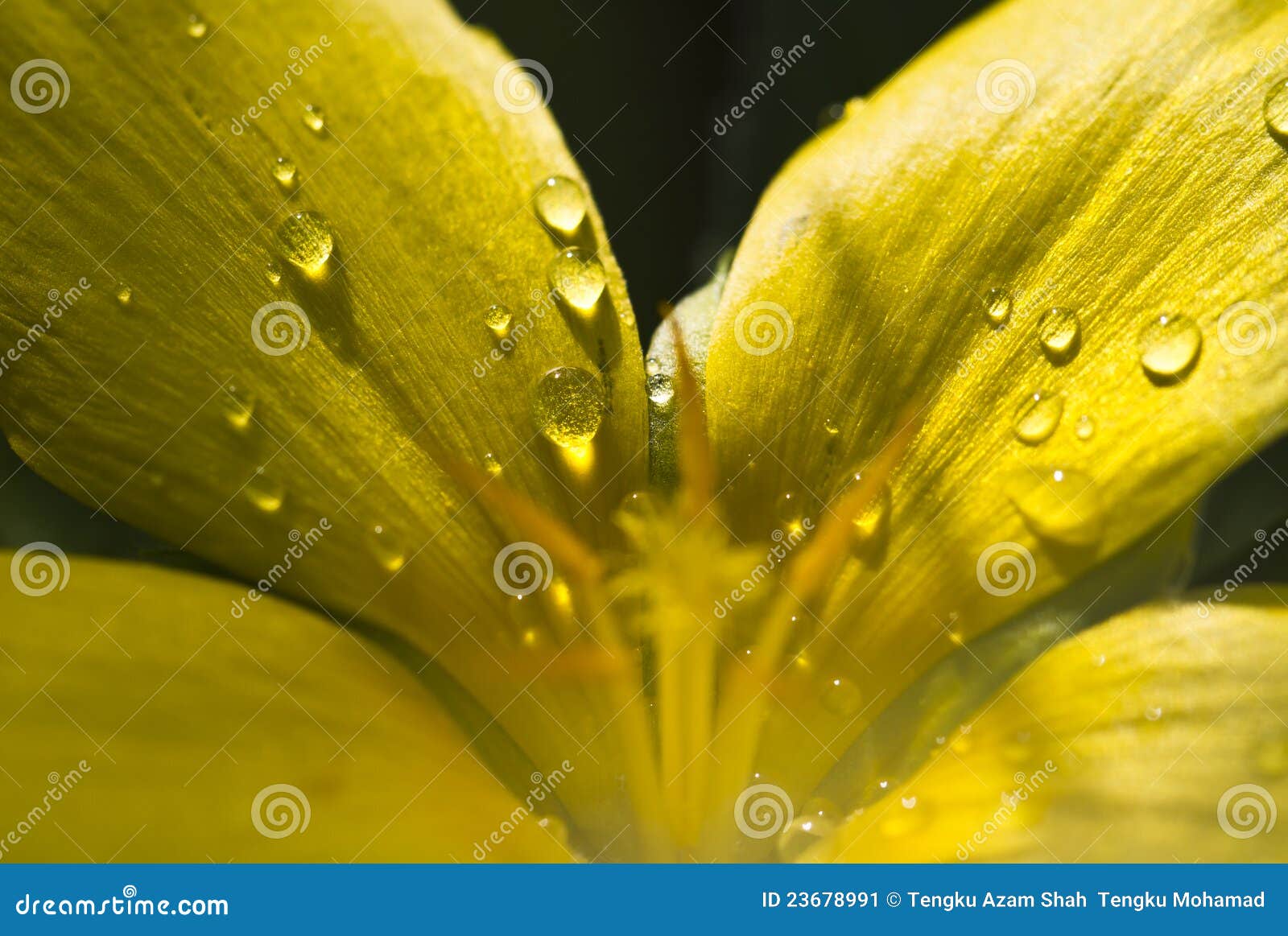 Gotas nas pétalas da flor. Feche acima da ideia de gotas de água nas pétalas de uma flor do amarelo com raia do sol e fundo escuro