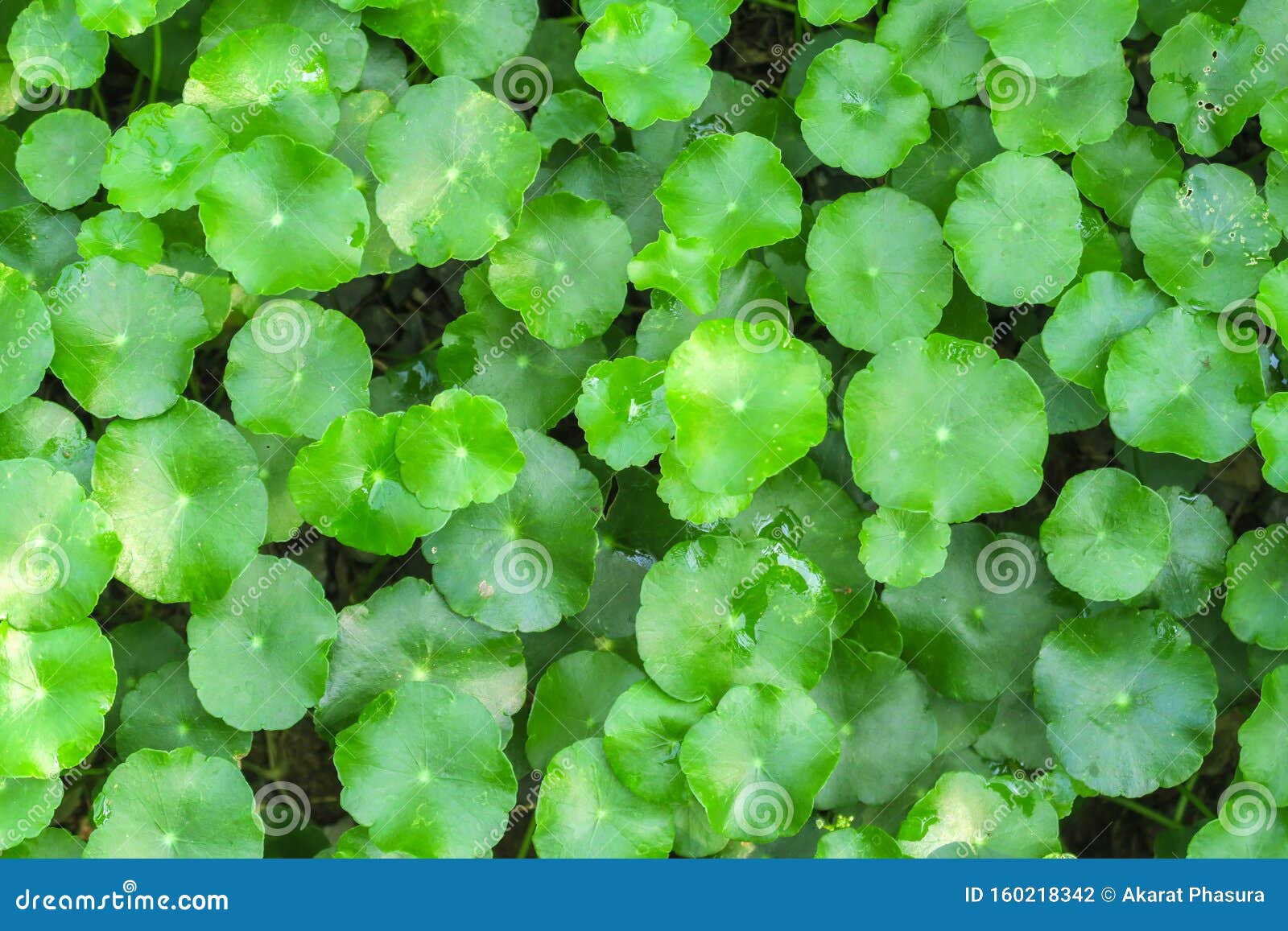 gotu kola or centella asiatica, green nature herb