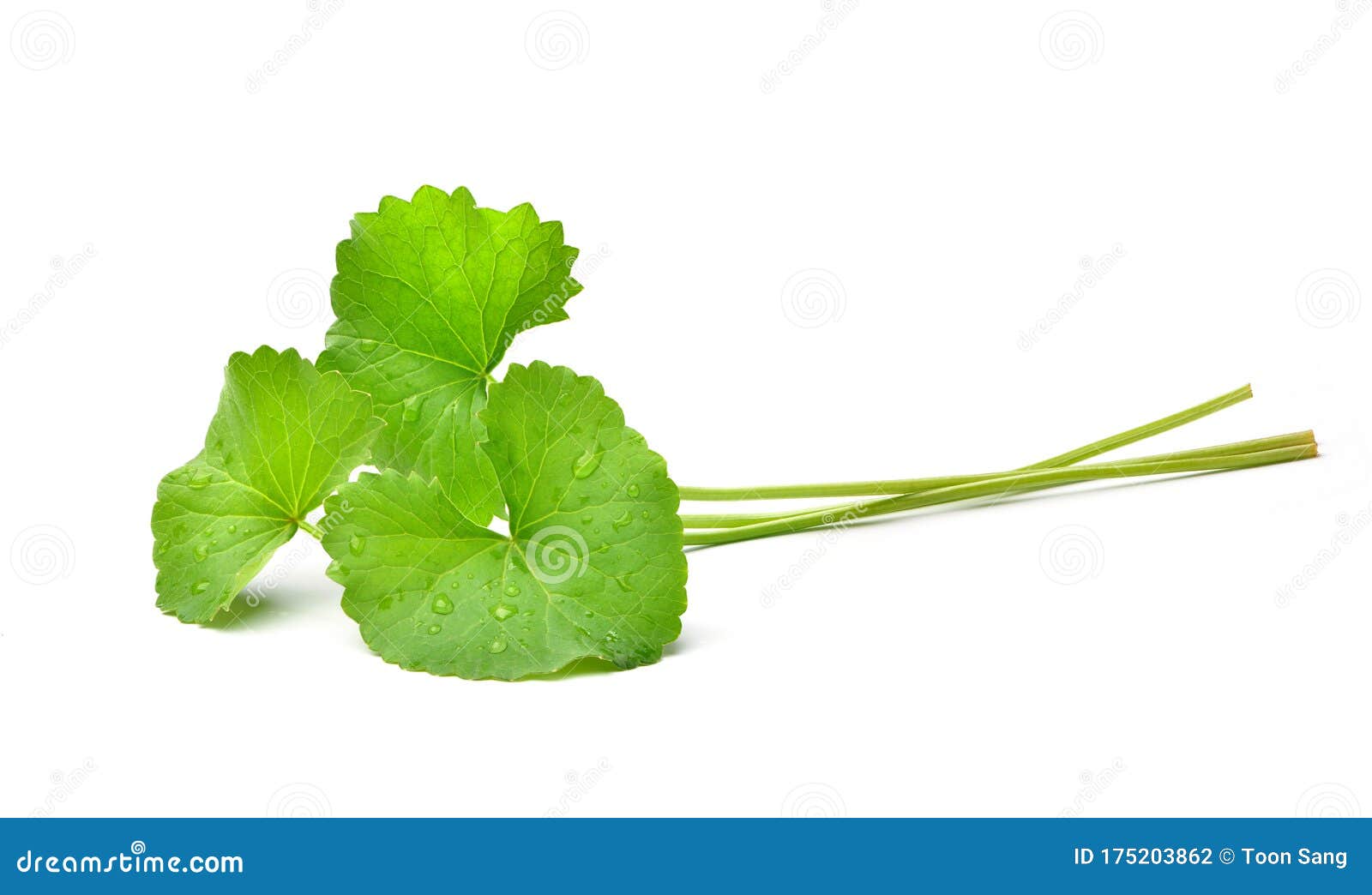gotu kola centella asiatica leaves with water droplets