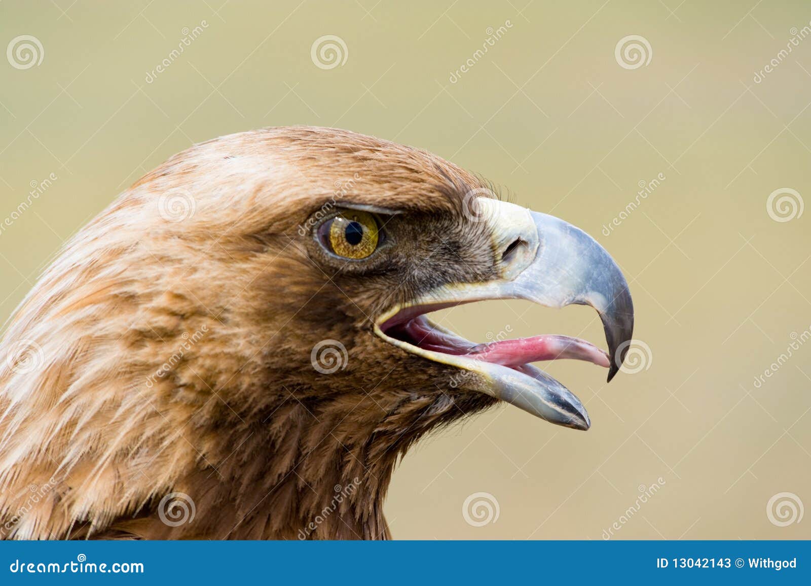 Gouden Adelaar. Chrysaetos van Aquila. Hoofd in profiel. Het dichte schot van een gouden adelaarshoofd in profiel, open mond, dreef tong uit