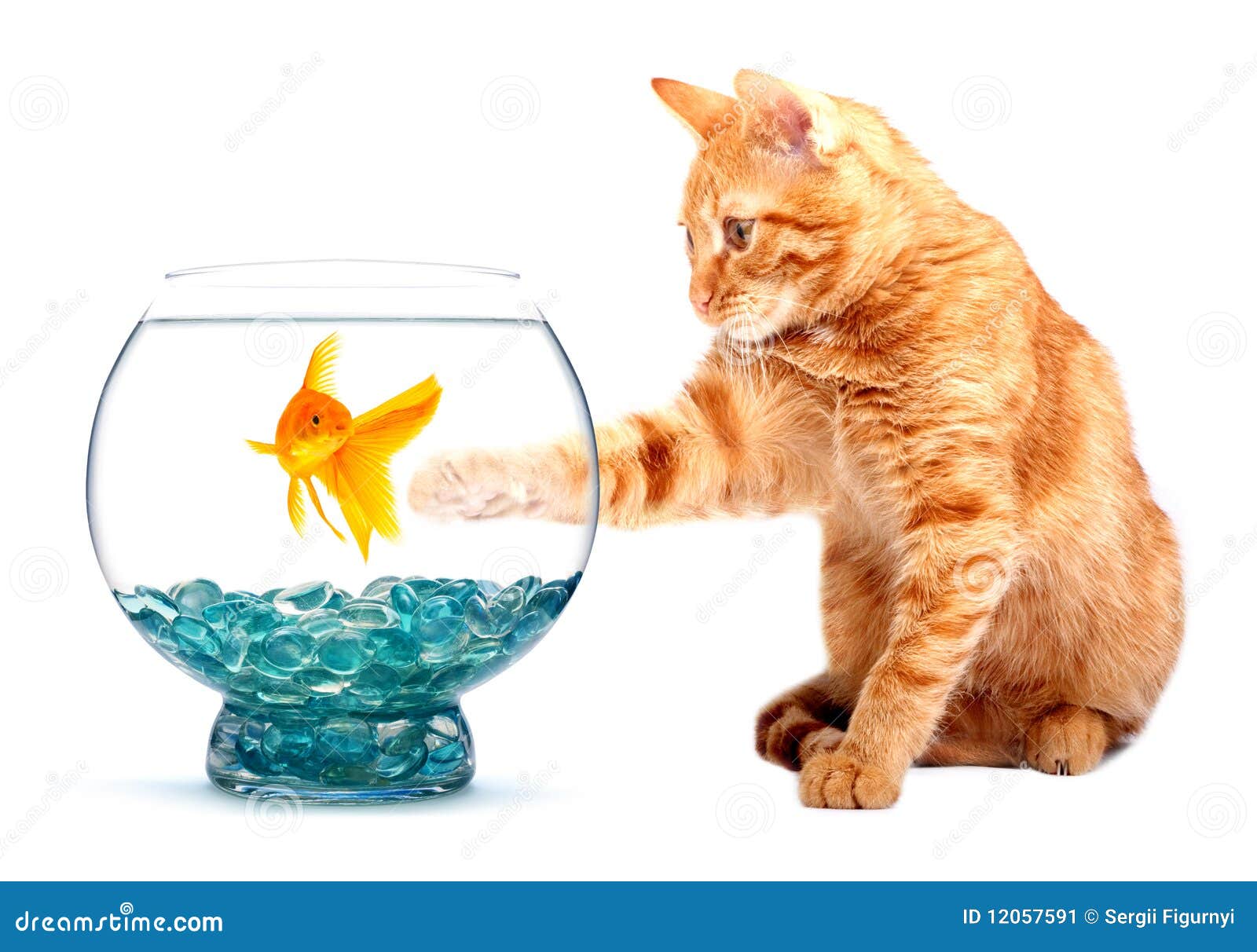 Goudvis En Kat Stock Afbeelding. Image Of Goudvis, Glas - 12057591