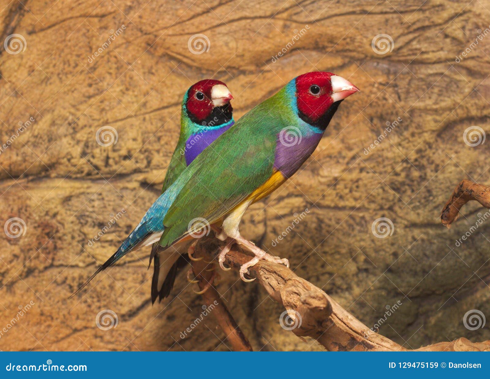Gould`s Finch or the Rainbow Finch Erythrura Gouldiae Stock Image