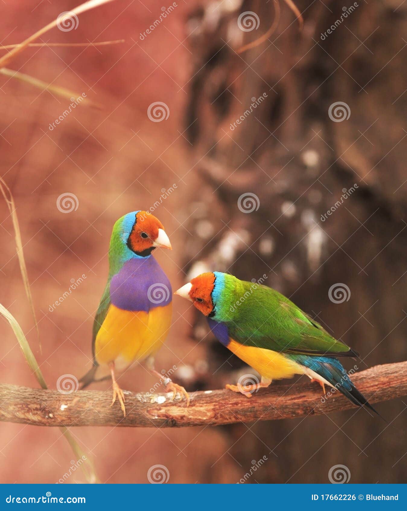 gouldian finch colorful bird on tree