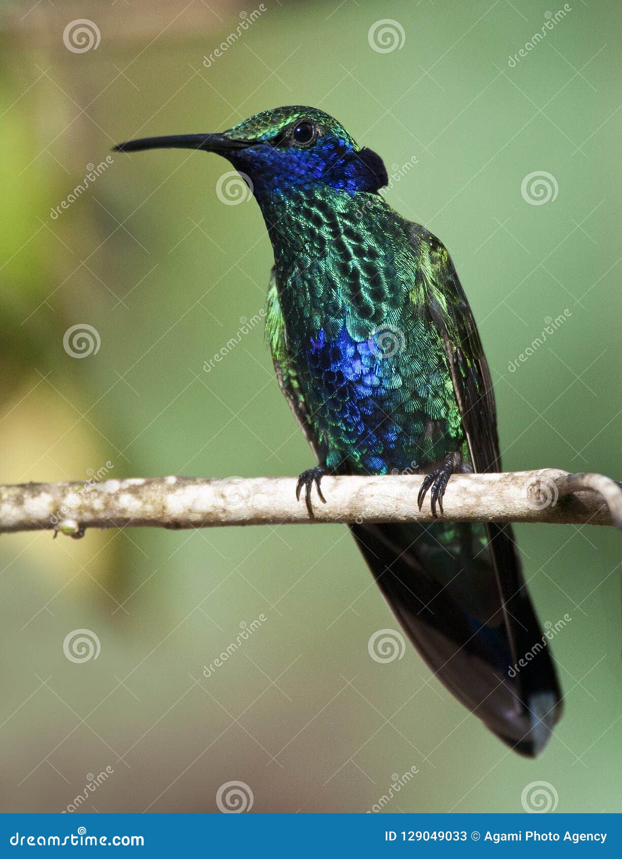 goulds violetoorkolibrie, sparkling violetear, colibri coruscans