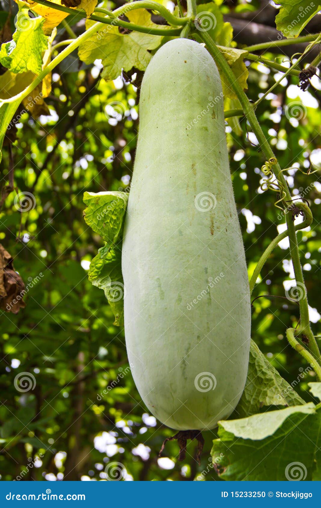 Gourd stock photo. Image of siceraria, nutritious, asian 15233250