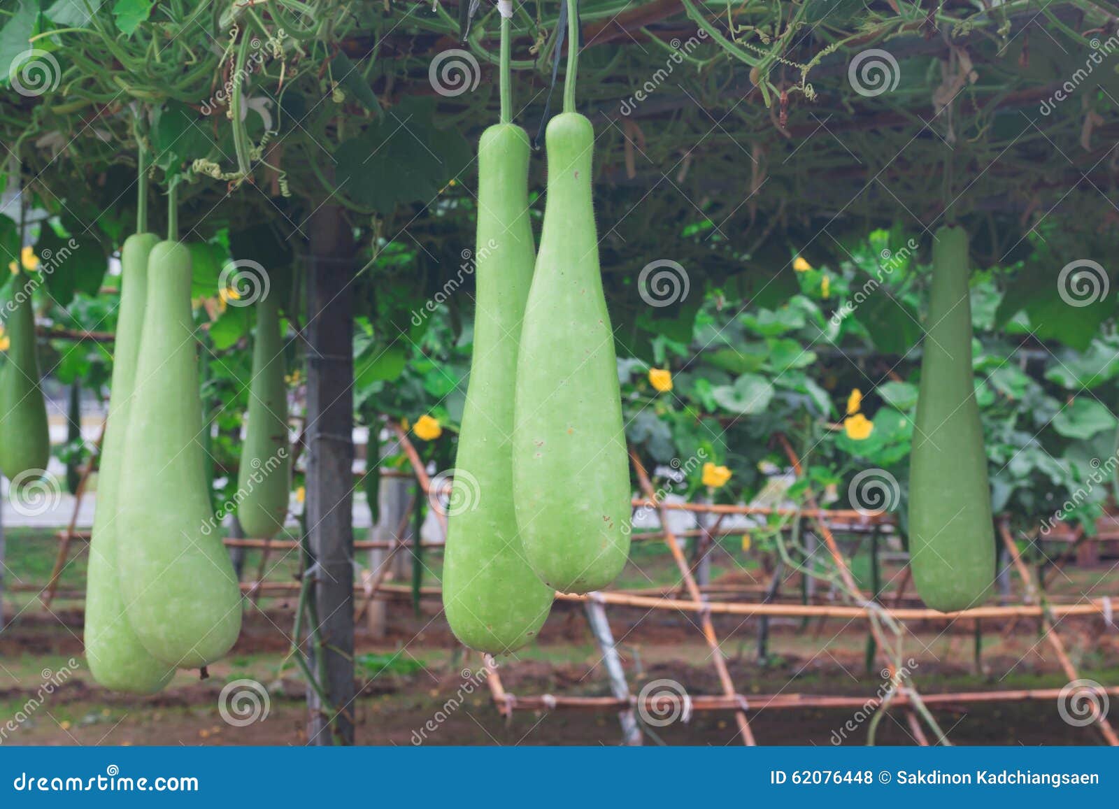 Gourd, Calabash gourd stock photo. Image of flowered 62076448