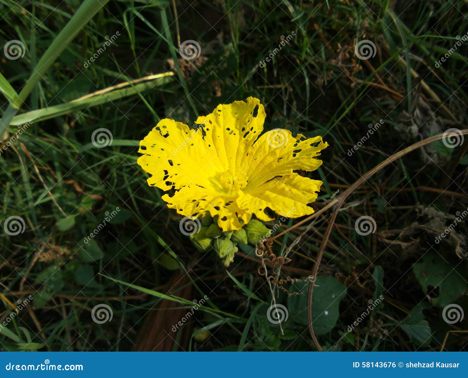 Gourd flowers stock photo. Image of gourd, flowers, punjab 58143676
