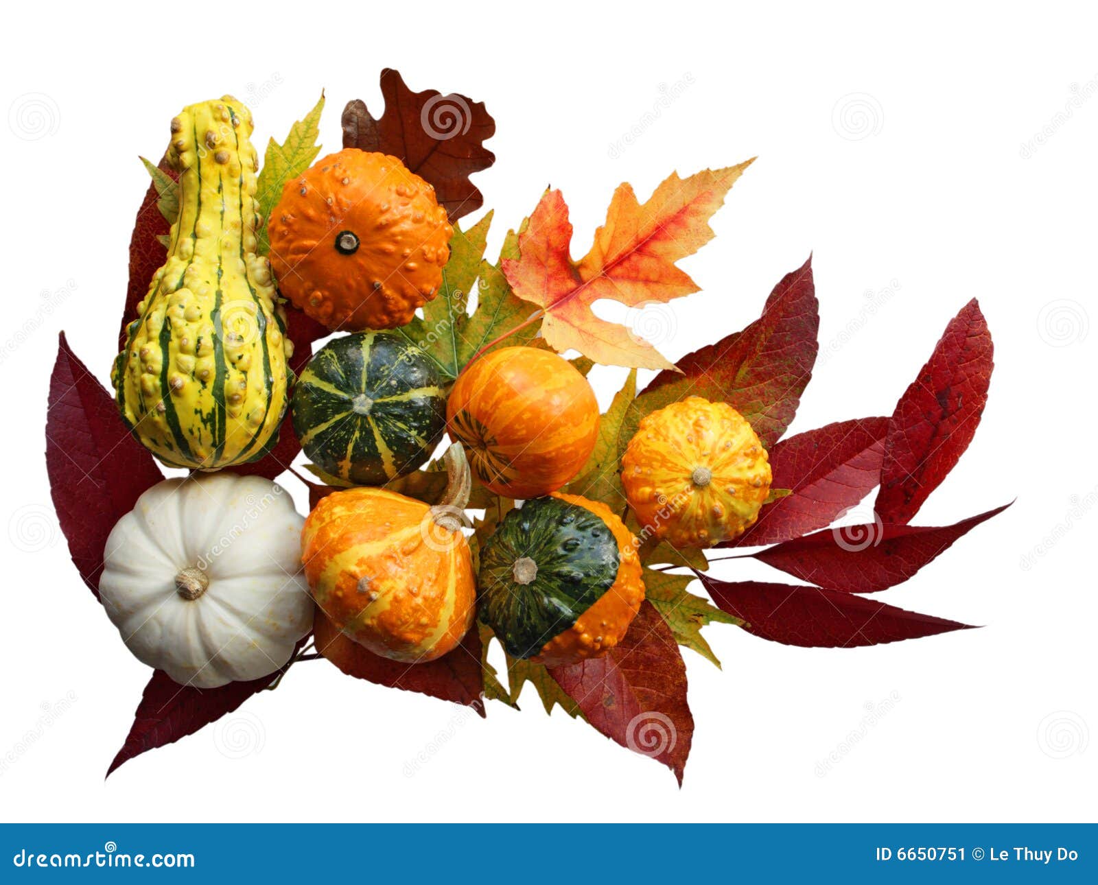 Gourd and Leaves stock image. Image of autumn, white, yellow 6650751
