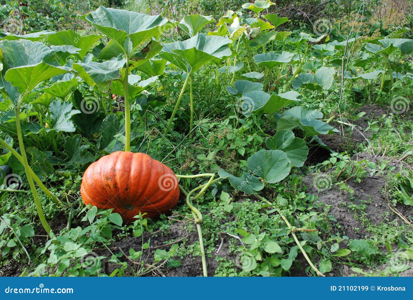Gourd Plant Vegetable Pumpkin Royalty Free Stock Images Image 21102199