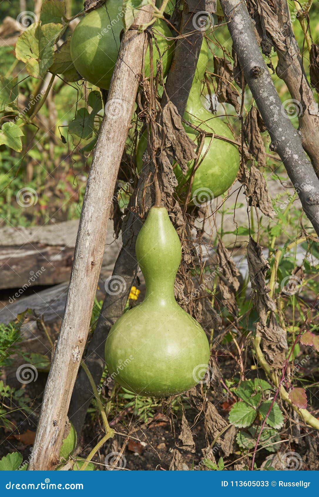 Gourd on vine stock image. Image of vine, large, neck 113605033