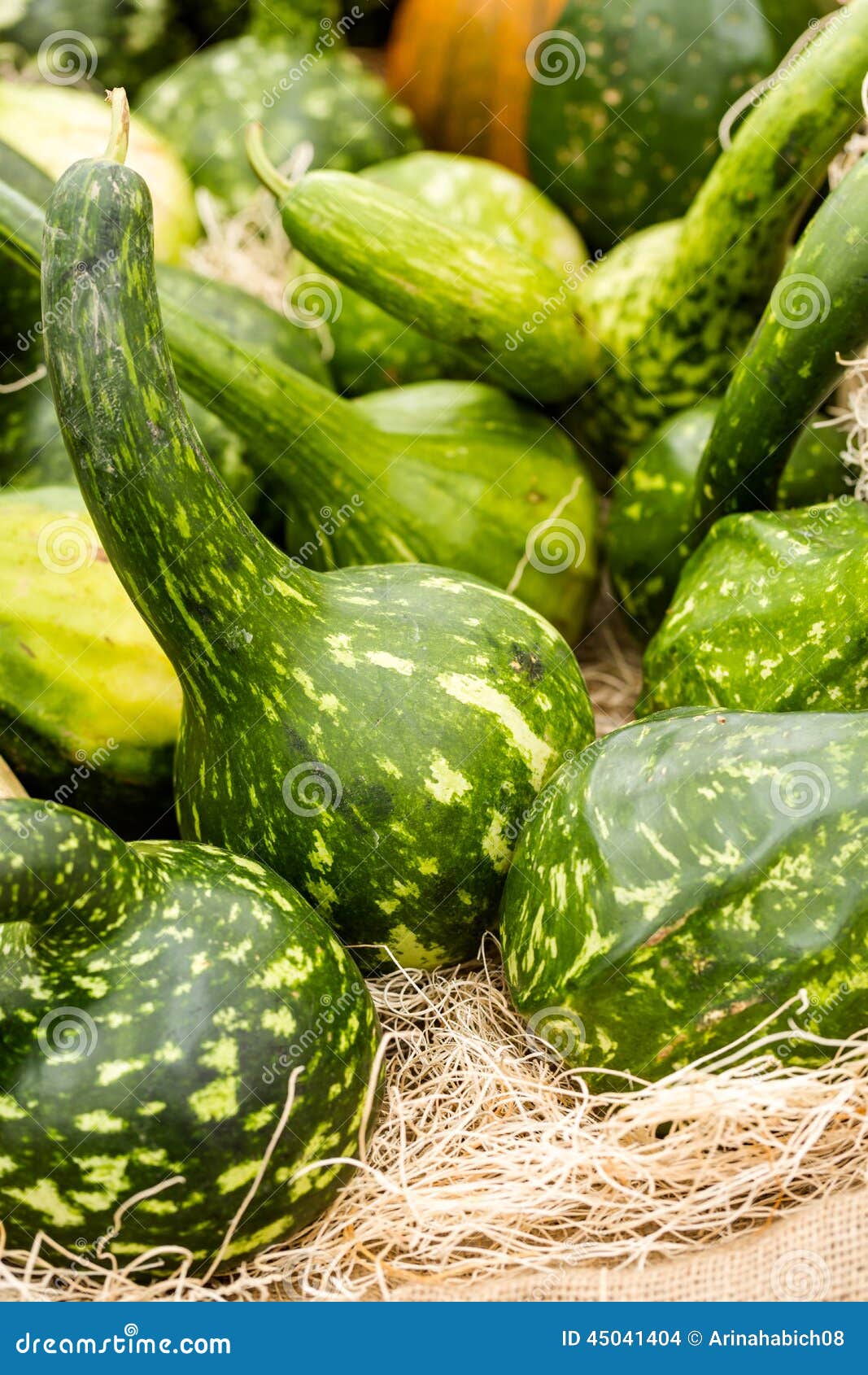Gourds stock photo. Image of pumpkin, organic, fresh 45041404