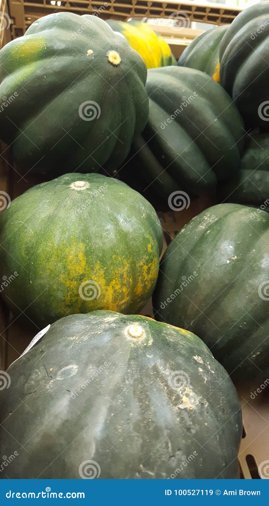 Gourds green and yellow stock image. Image of tree, vegetables 100527119