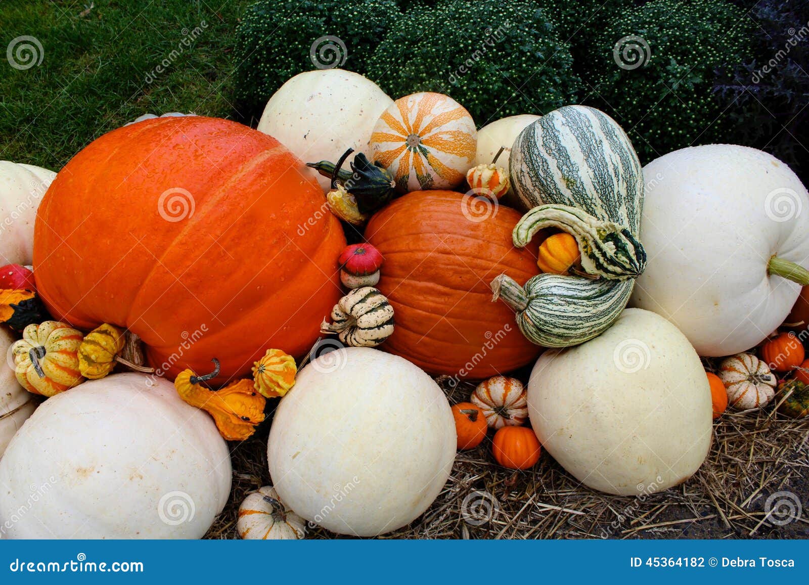 Pumpkins gourds stock photo. Image of decoration, green 45364182