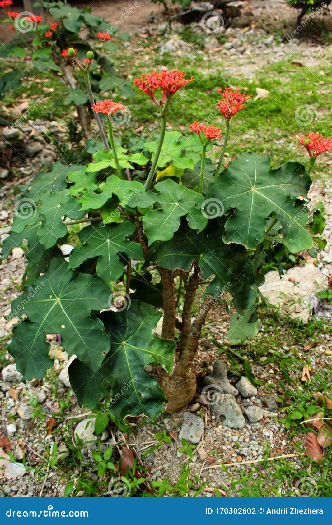 Gout Plant or Guatemalan Rhubarb. Jatropha Podagrica Stock Photo - of color, botany: 170302602
