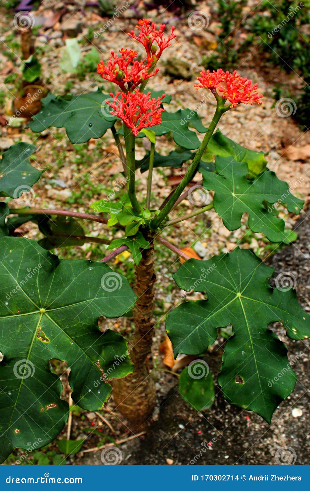 Gout Plant or Guatemalan Rhubarb Jatropha Podagrica Stock Photo Image of flower, botany: 170302714