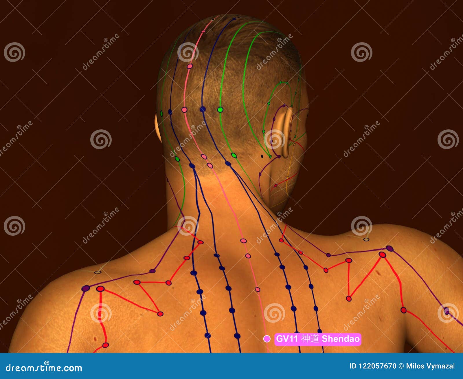 Acupuncture Point GV11 Shendao, 3D Illustration, Brown Background Stock ... Biology Diagrams