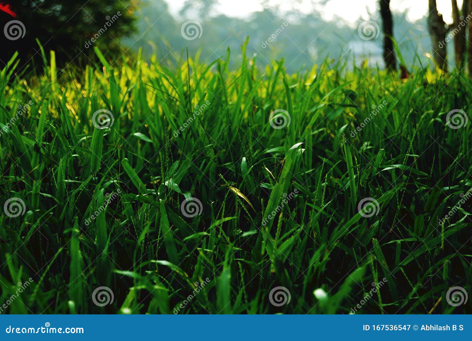 Grune Gras Hintergrundbild Des Desktop Bilds 2 Stockbild Bild Von Bilder Gras