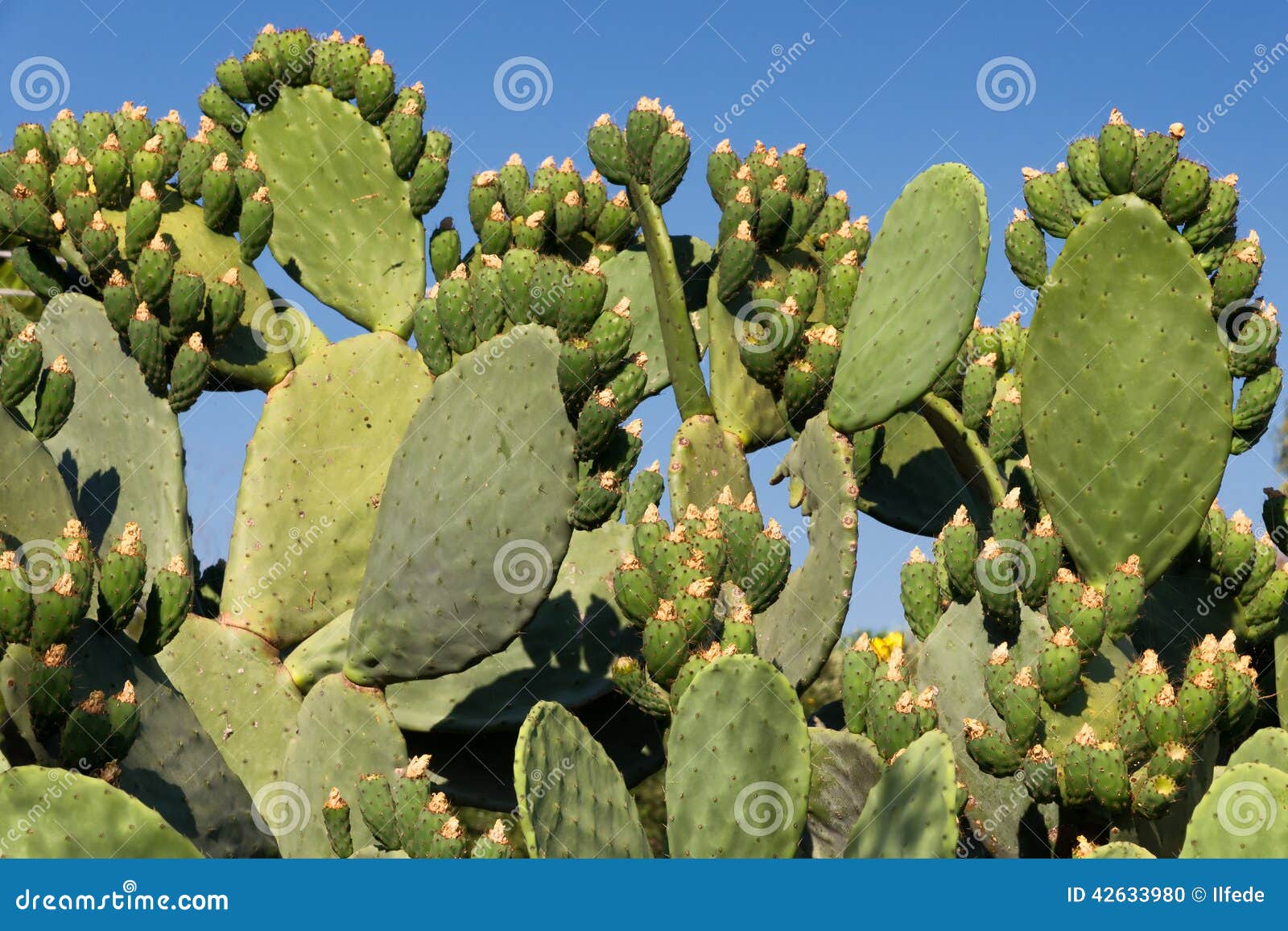 Grune Kaktusfeige Stockfoto Bild Von Gesund Sommer 42633980