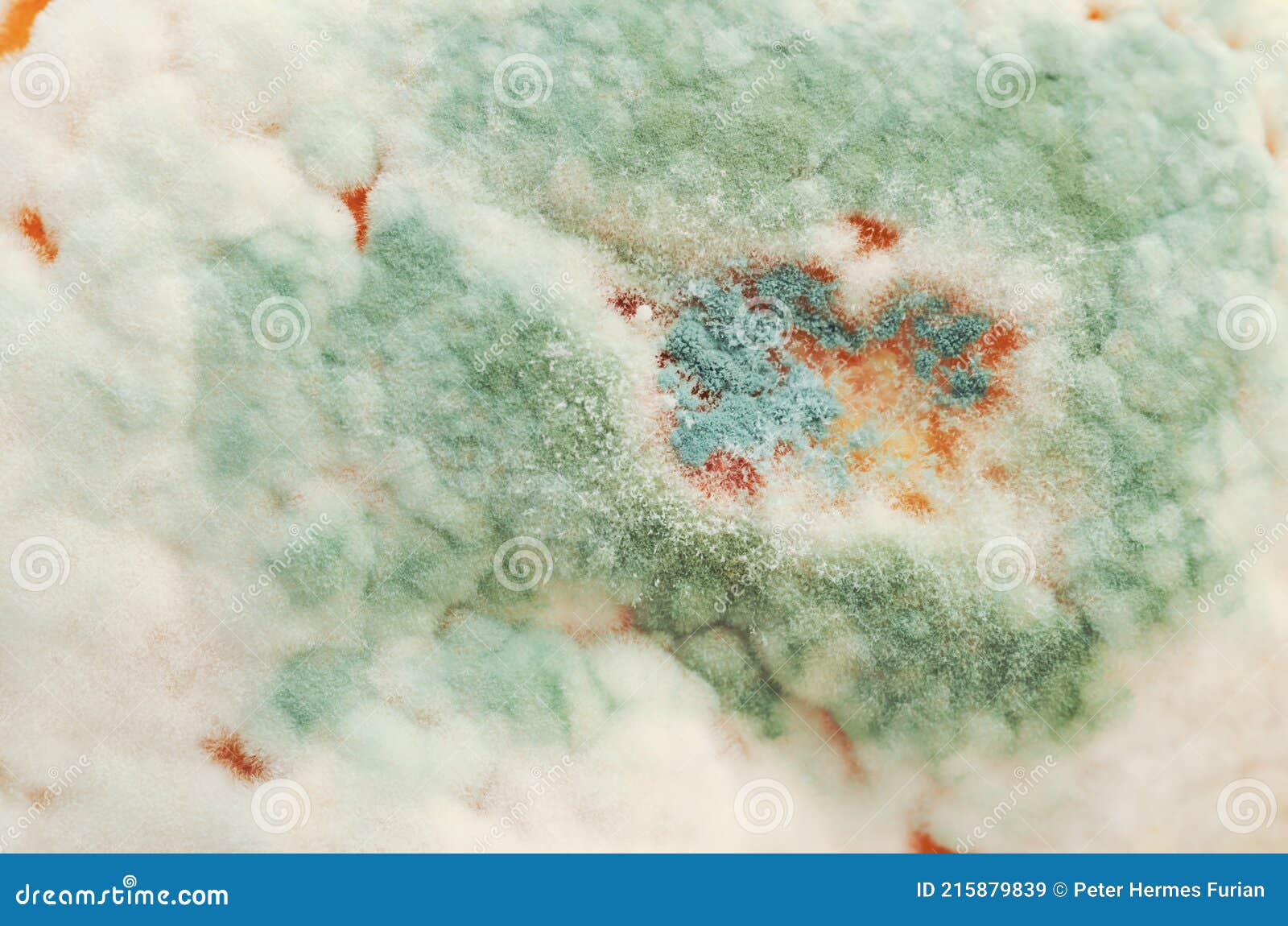 Gruner Schimmel Auf Einer Zitronenschale Zitrone Mit Penicillium Italicum Stockbild Bild Von Mikrobiologie Krankheitserreger 215879839