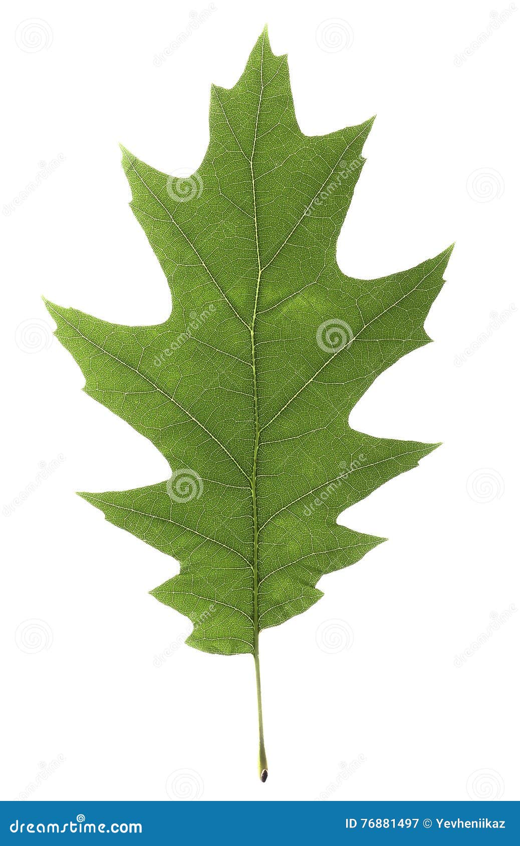 Grunes Blatt Der Eiche Mit Hellen Adern Auf Einem Weissen Hintergrund Stockbild Bild Von Hellen Hintergrund