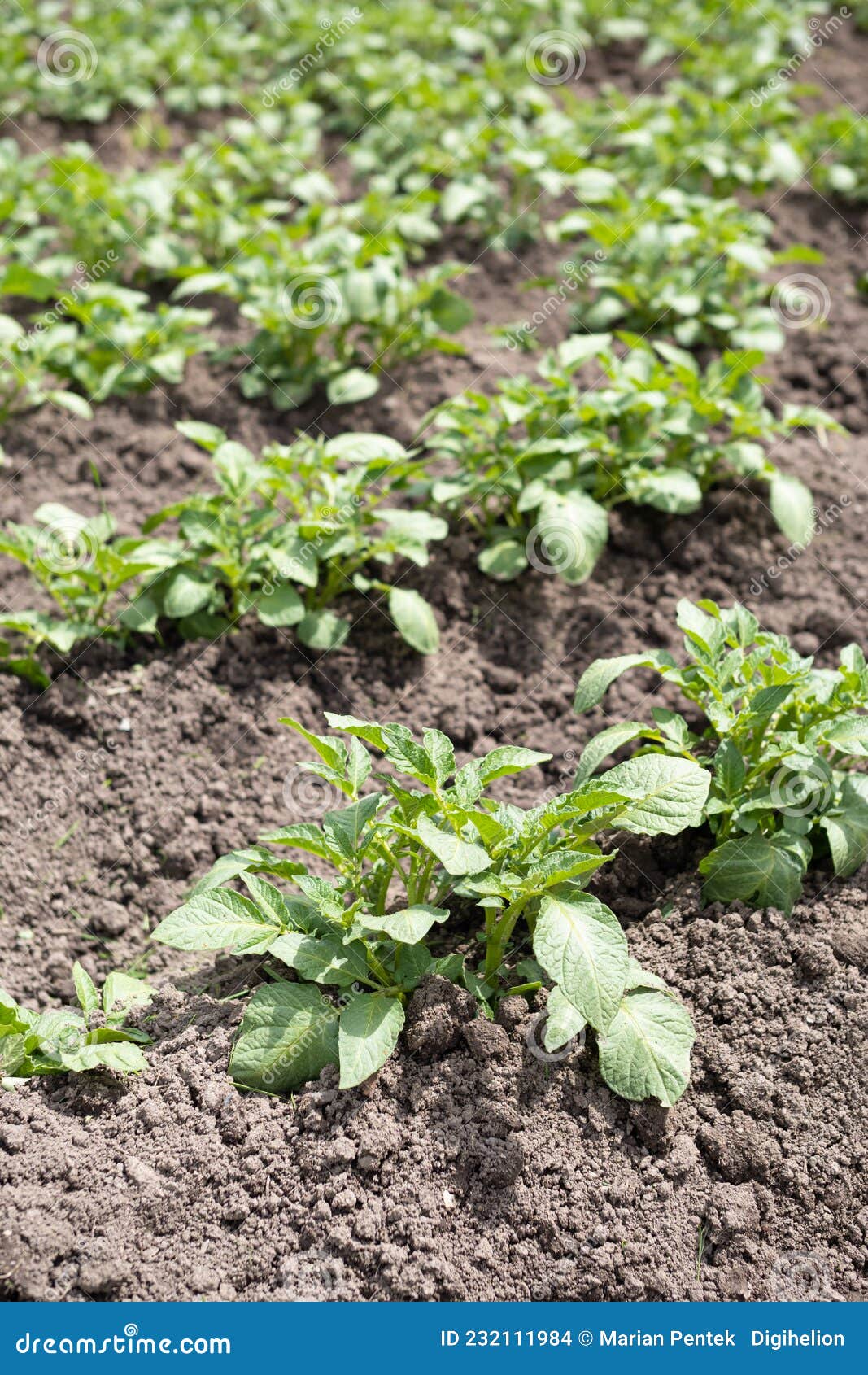 Grüne Junge Kartoffelpflanzen Solanum Tuberosum in Reihe