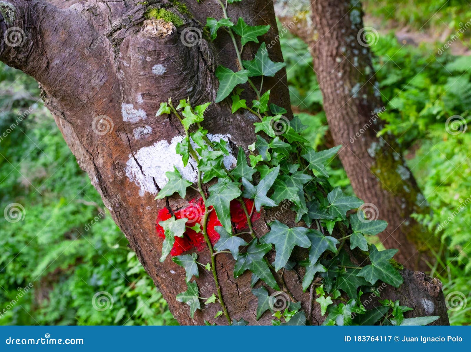 gr footpath on a tree among the ivy, hiking on mount ulia, euskadi
