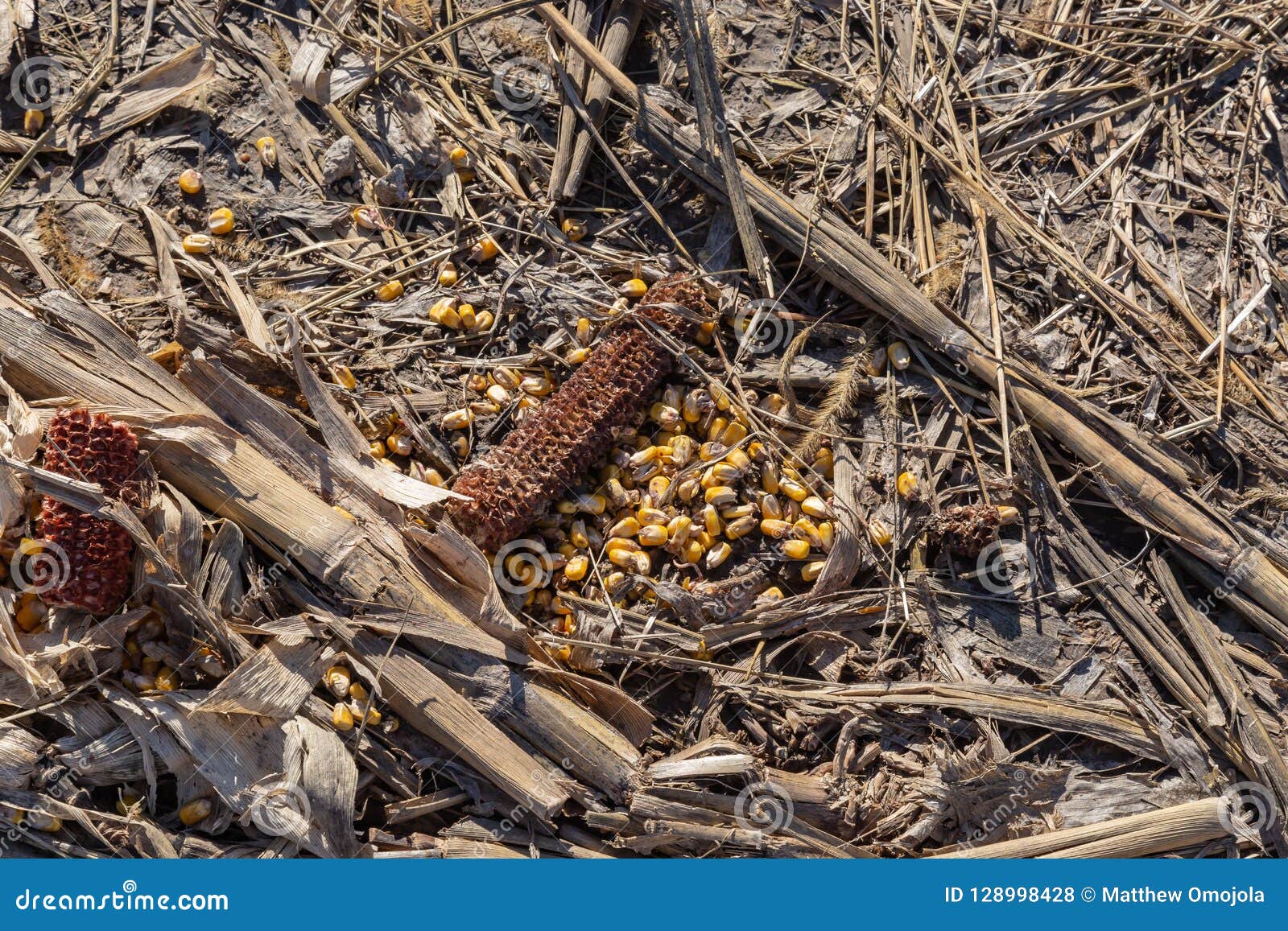 Graanpitten en maïskolven met droge bruine gebroken stammen op een postharvest graangebied. De close-upmening van graanpitten en maïskolven op een postharvest graangebied, Gebroken droge bruine steelstompen, droge bruine schillen, en bladeren is aanwezig op dit landbouwbedrijf na het mechanische oogsten in Omaha Nebraska