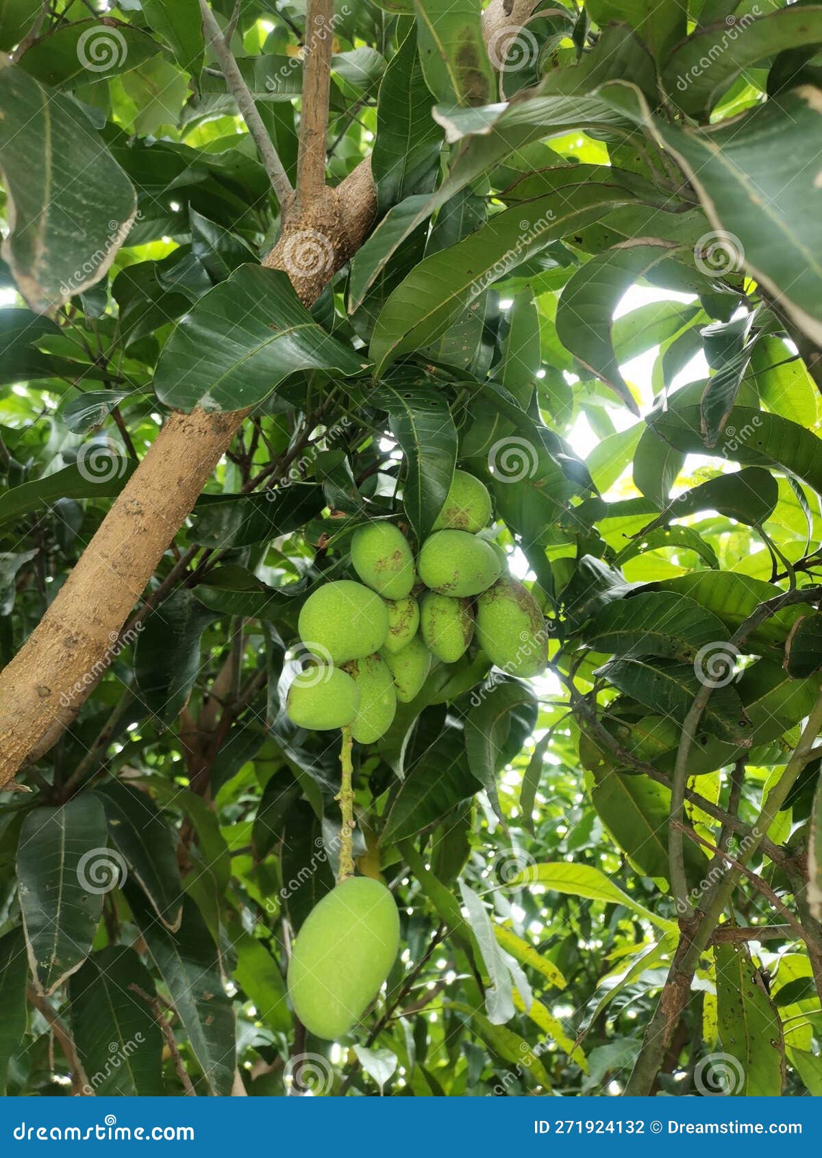 Grab Some Perfume. Fragrant Notes Of Flowers And Fruit. Animal And