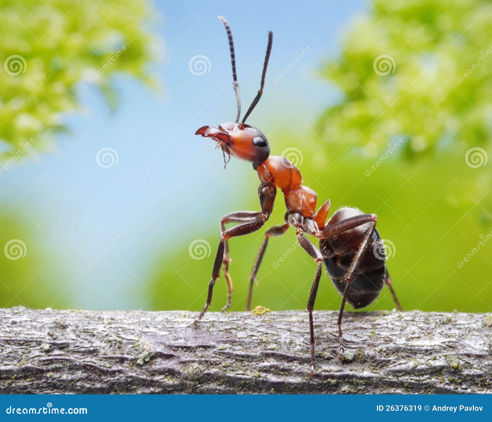 graceful ant on branch