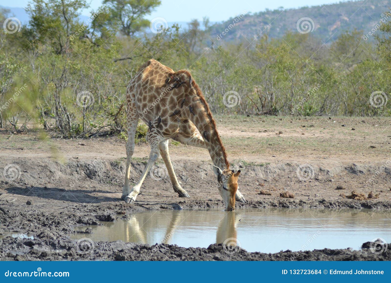Giraffe drinking water stock photo. Image of graceful - 132723684