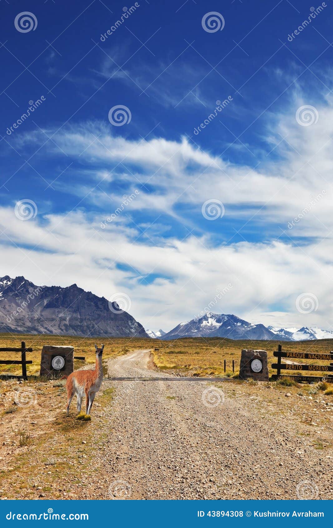 graceful guanaco watches the road