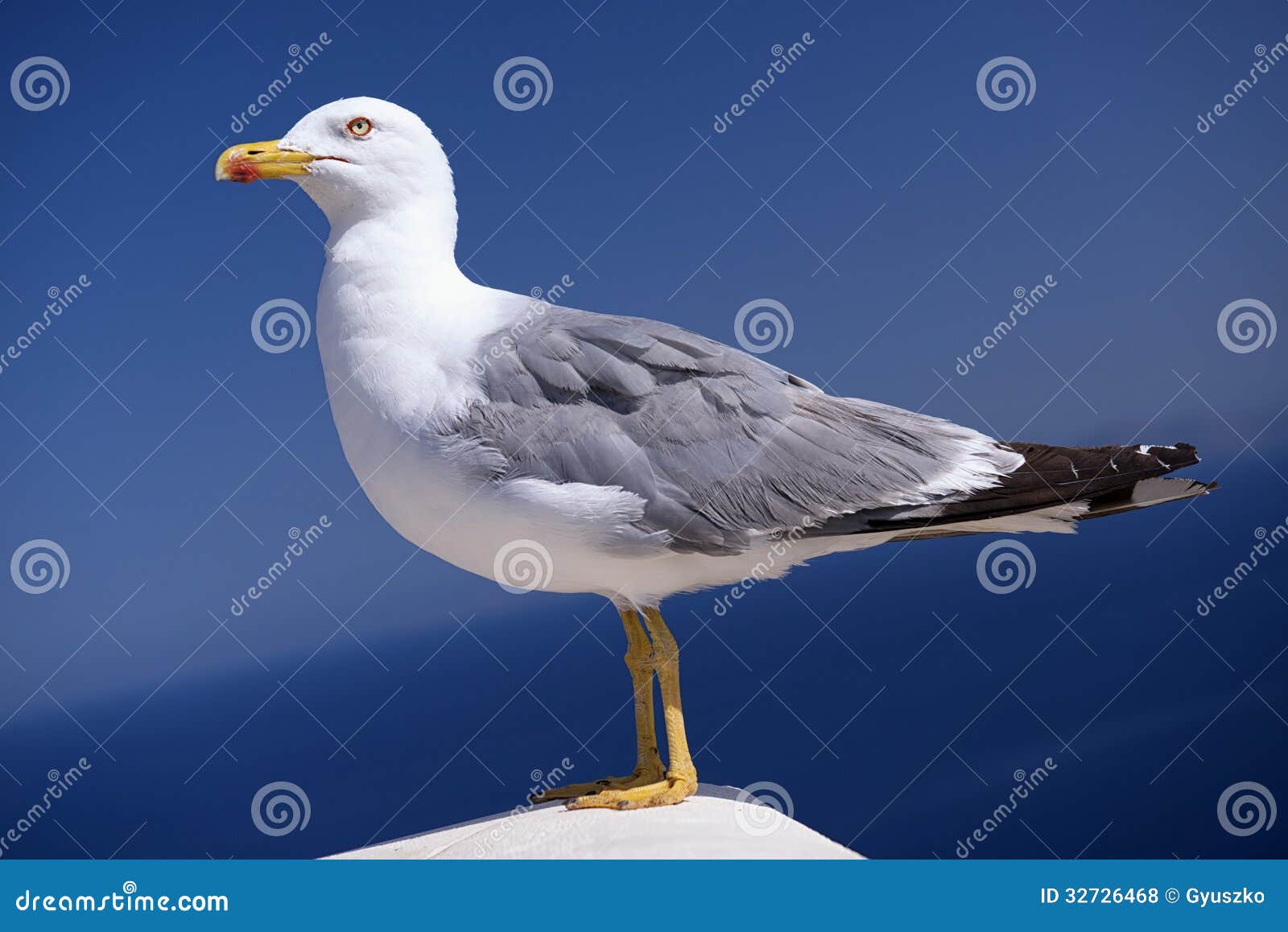 graceful seagull