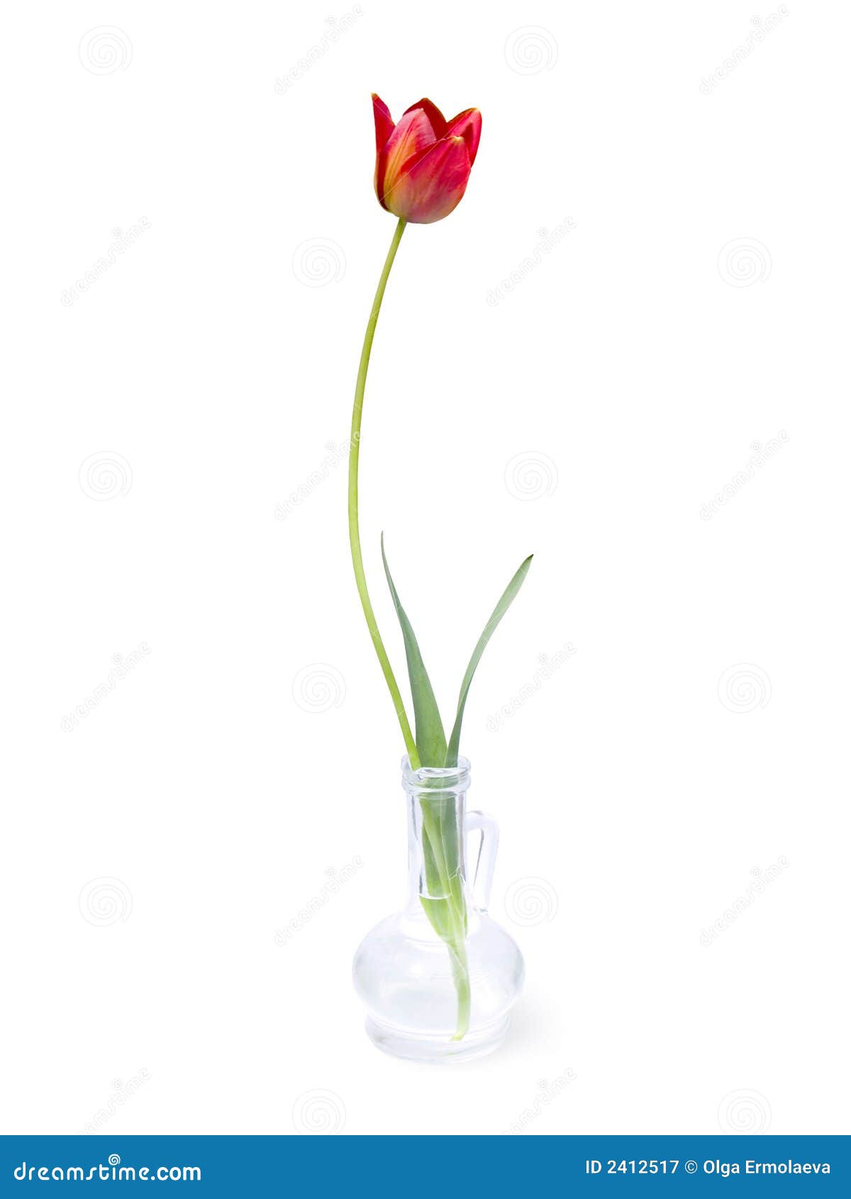 graceful single tulip