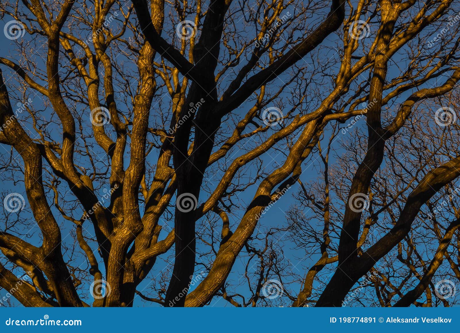 Graceful Slender Trees with Wavy Branches and Golden Trunks in the