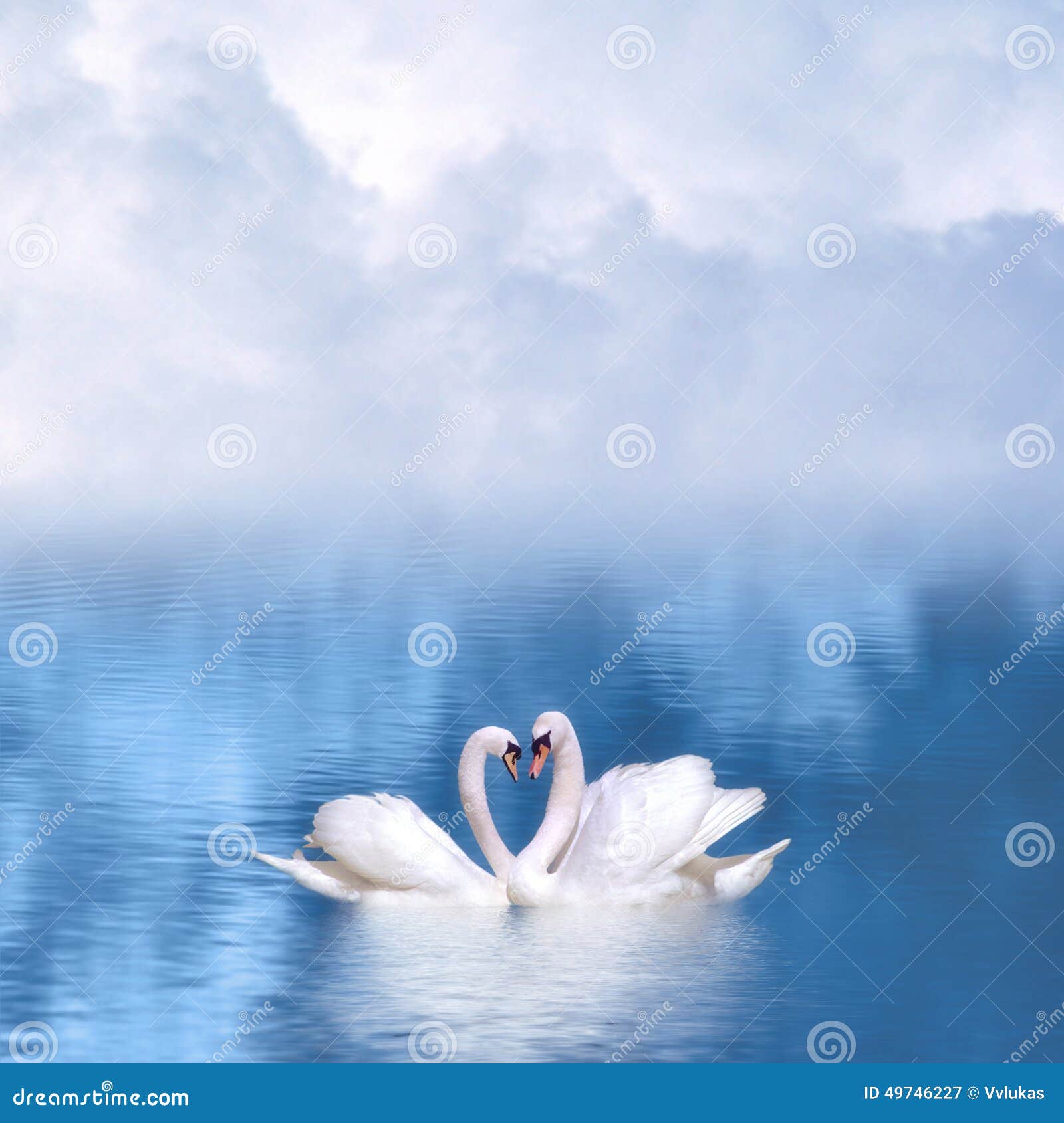 graceful swans in love