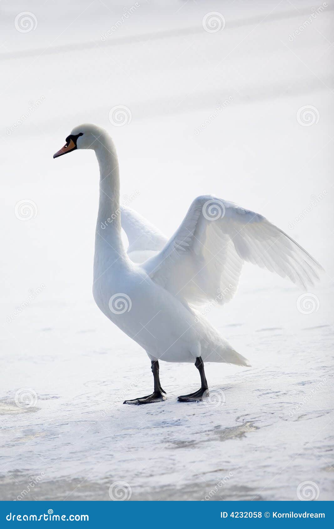 graceful white swan