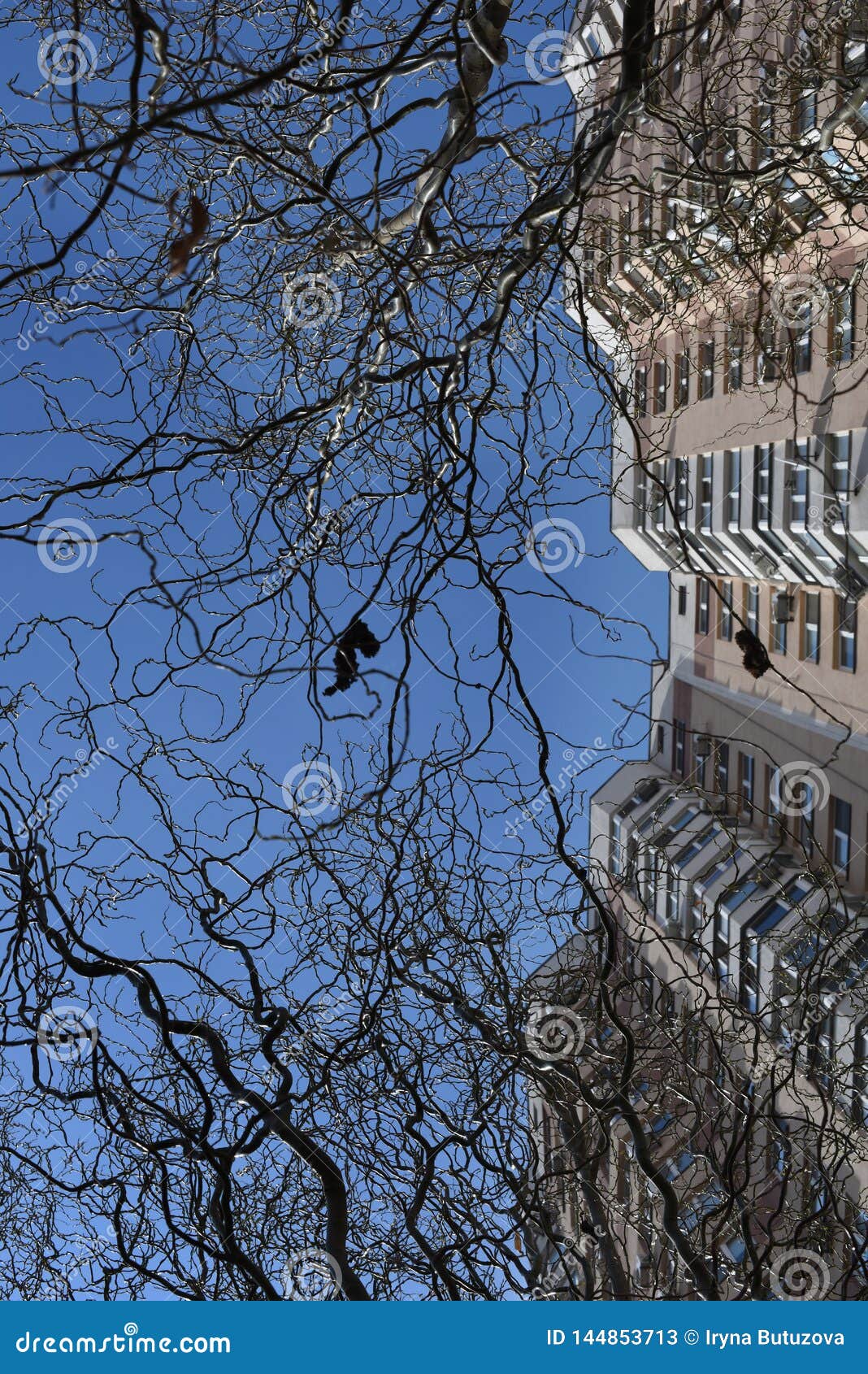 Graceful winding branches stock image. Image of salix - 144853713