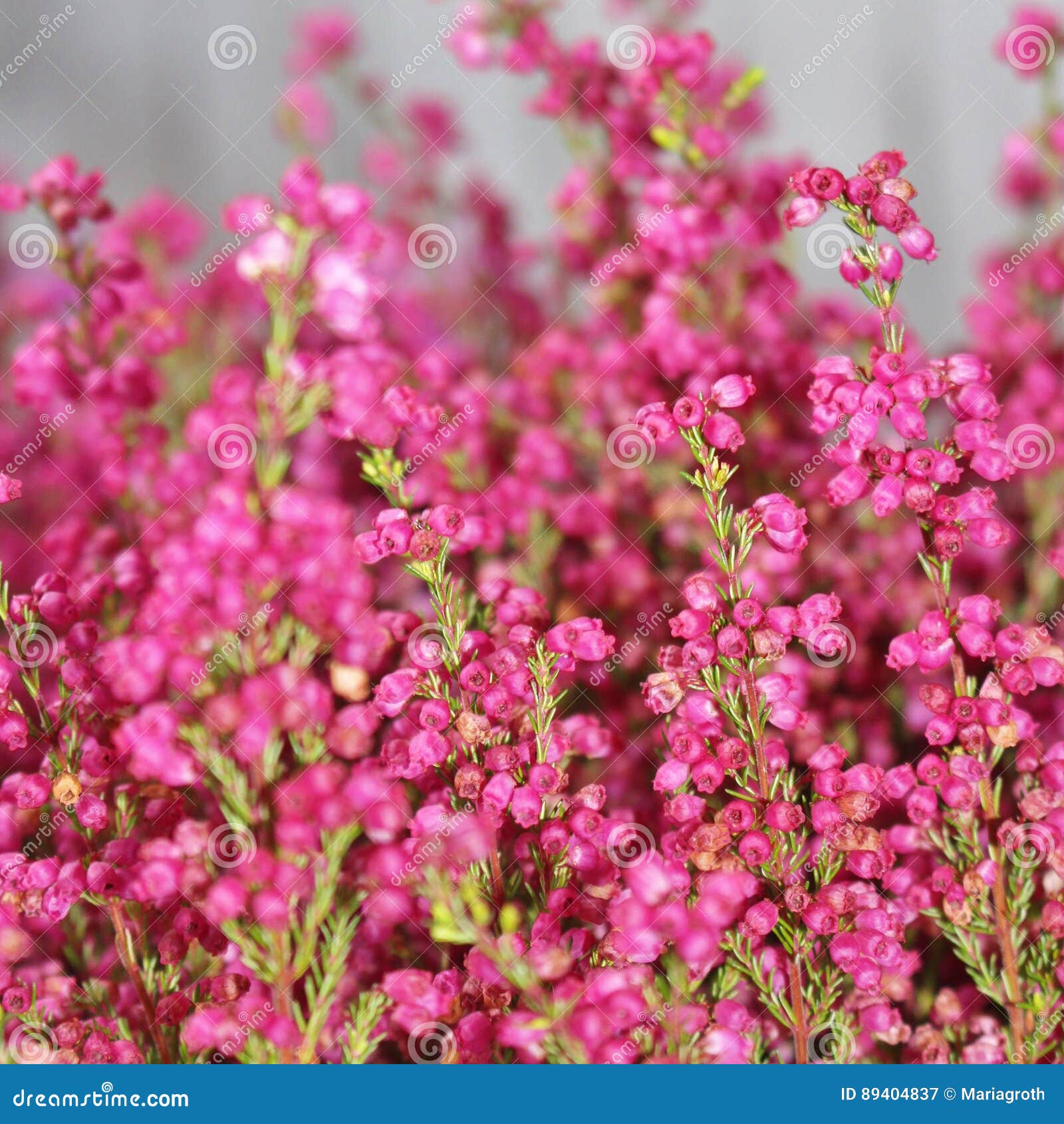 Gracilis Erica stock afbeelding. Image of bloeien, heide - 89404837