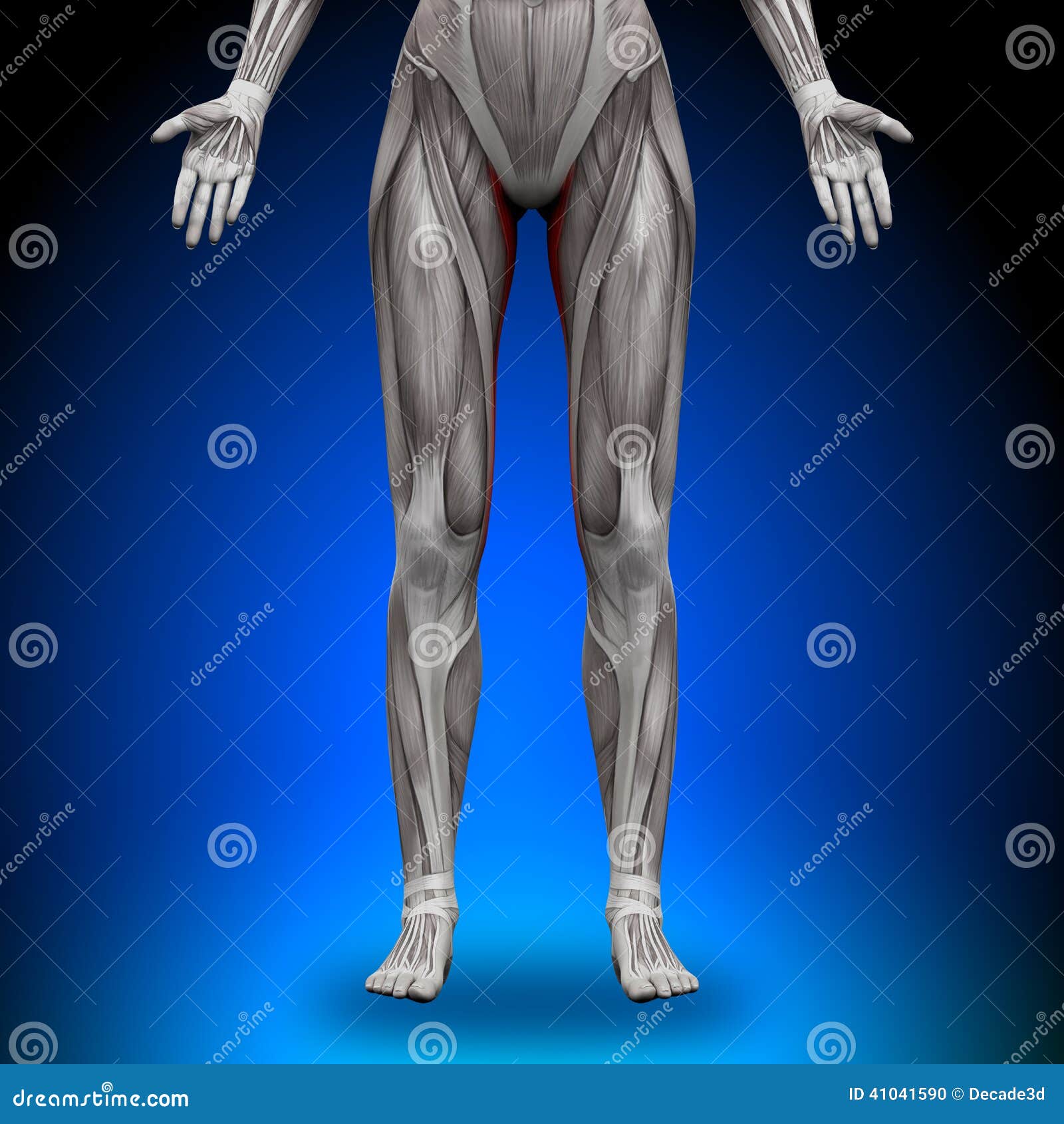 Gracilis Female Anatomy Muscles Stock Illustration Illustration of