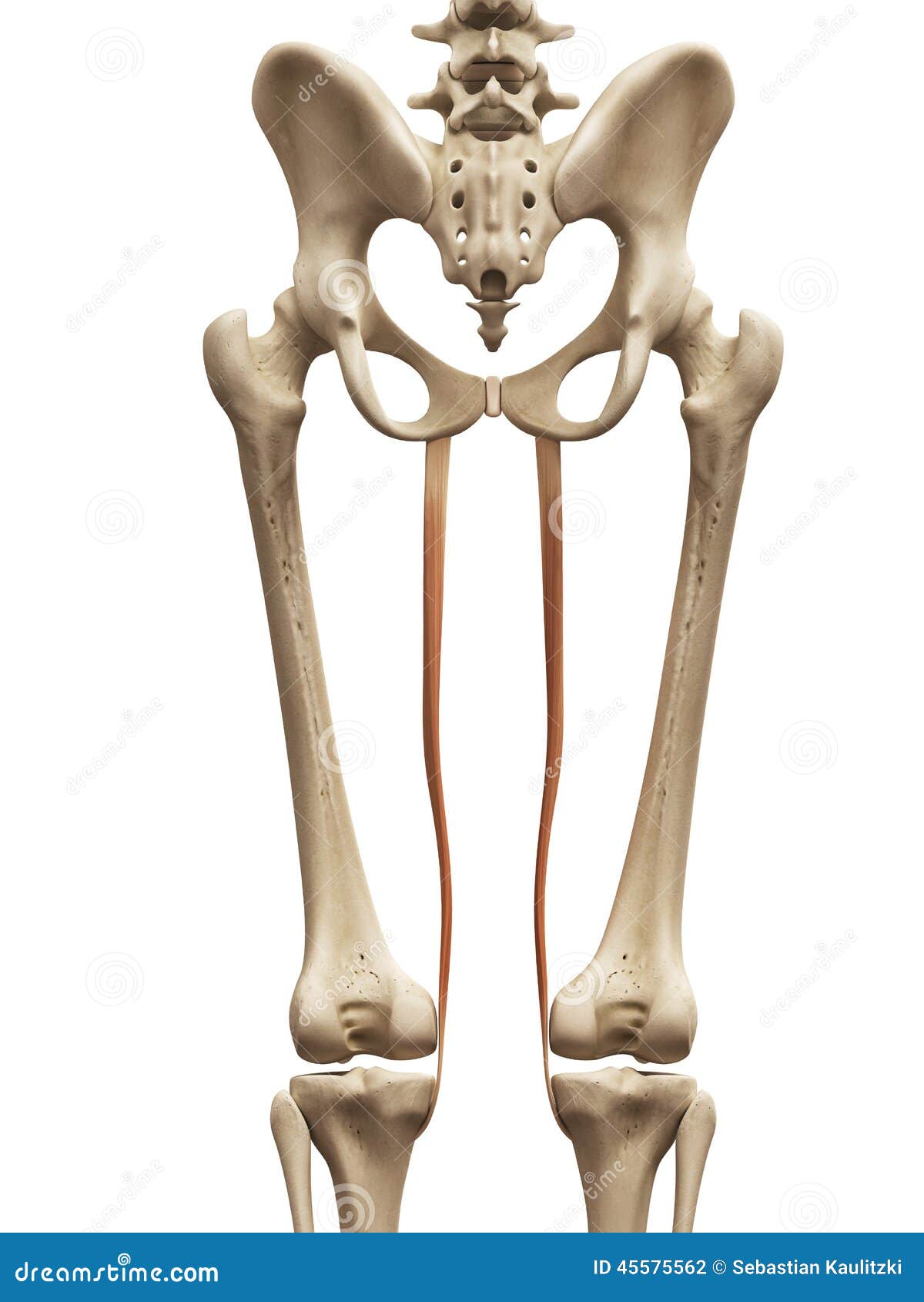 The gracilis stock illustration. Illustration of ... groin bones diagram 