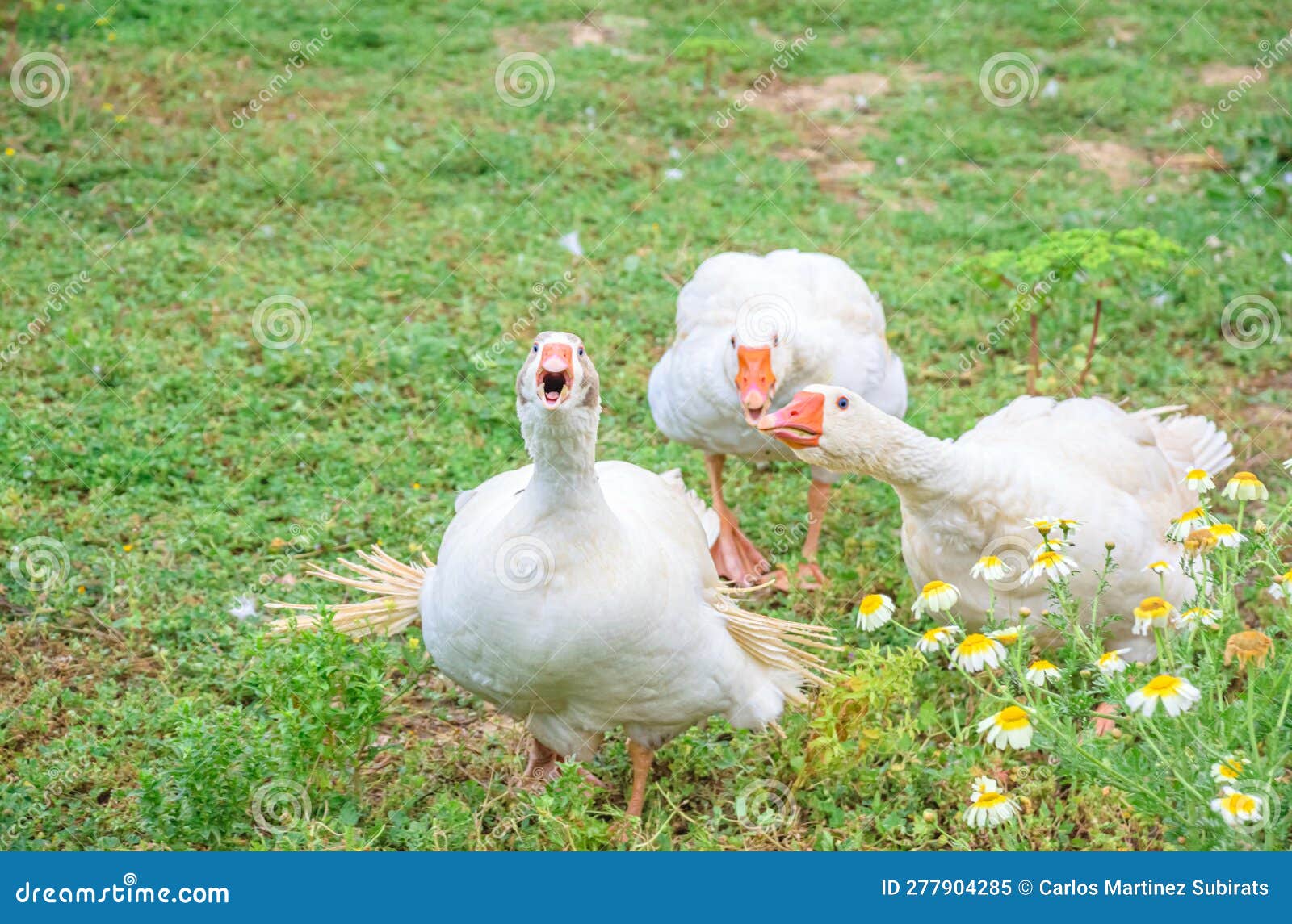 graciosa y curiosa imagen de gansos blancos corriendo y defendiendo su honor y praderas