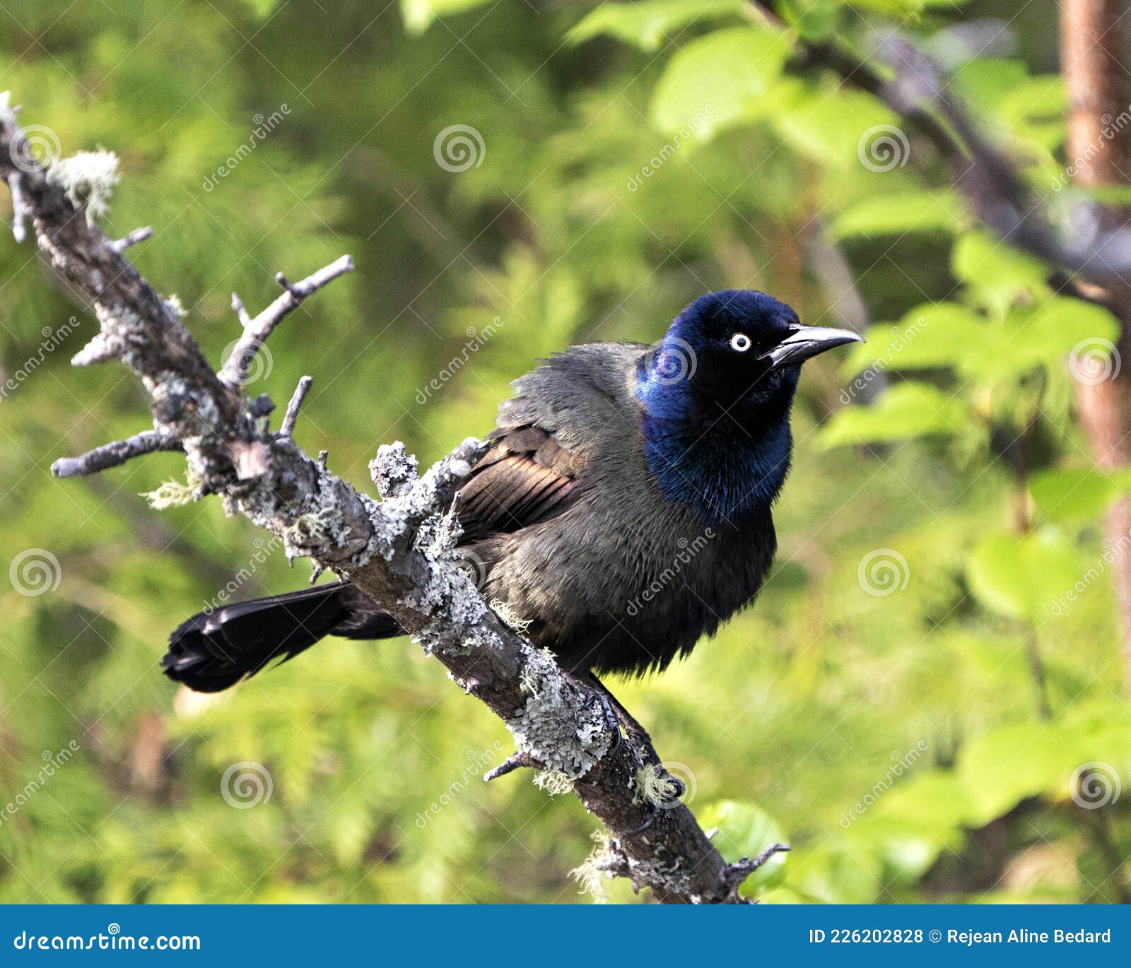 grackle photo stock. perched with a blur background displaying body, blue mauve feather plumage, k in its habitat and environment