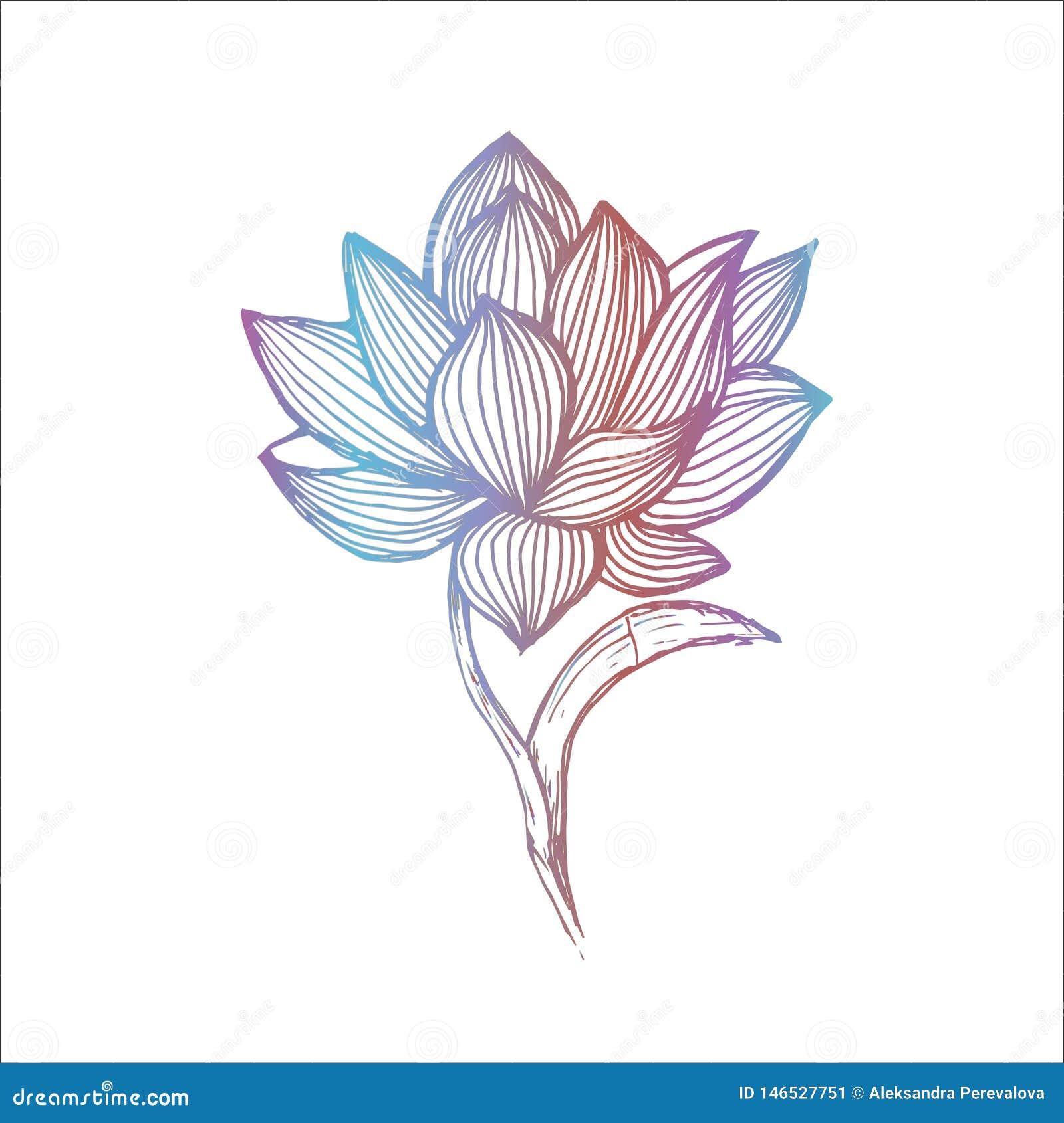 Gradient Lotus Illustration Made by Freehand Lines. Tattoo Idea. Stock Illustration - Illustration of swirl, floral: 146527751 Gradient Lotus Illustration Made by Freehand Lines. Tattoo Idea. Stock Illustration - Illustration of swirl, floral: 146527751