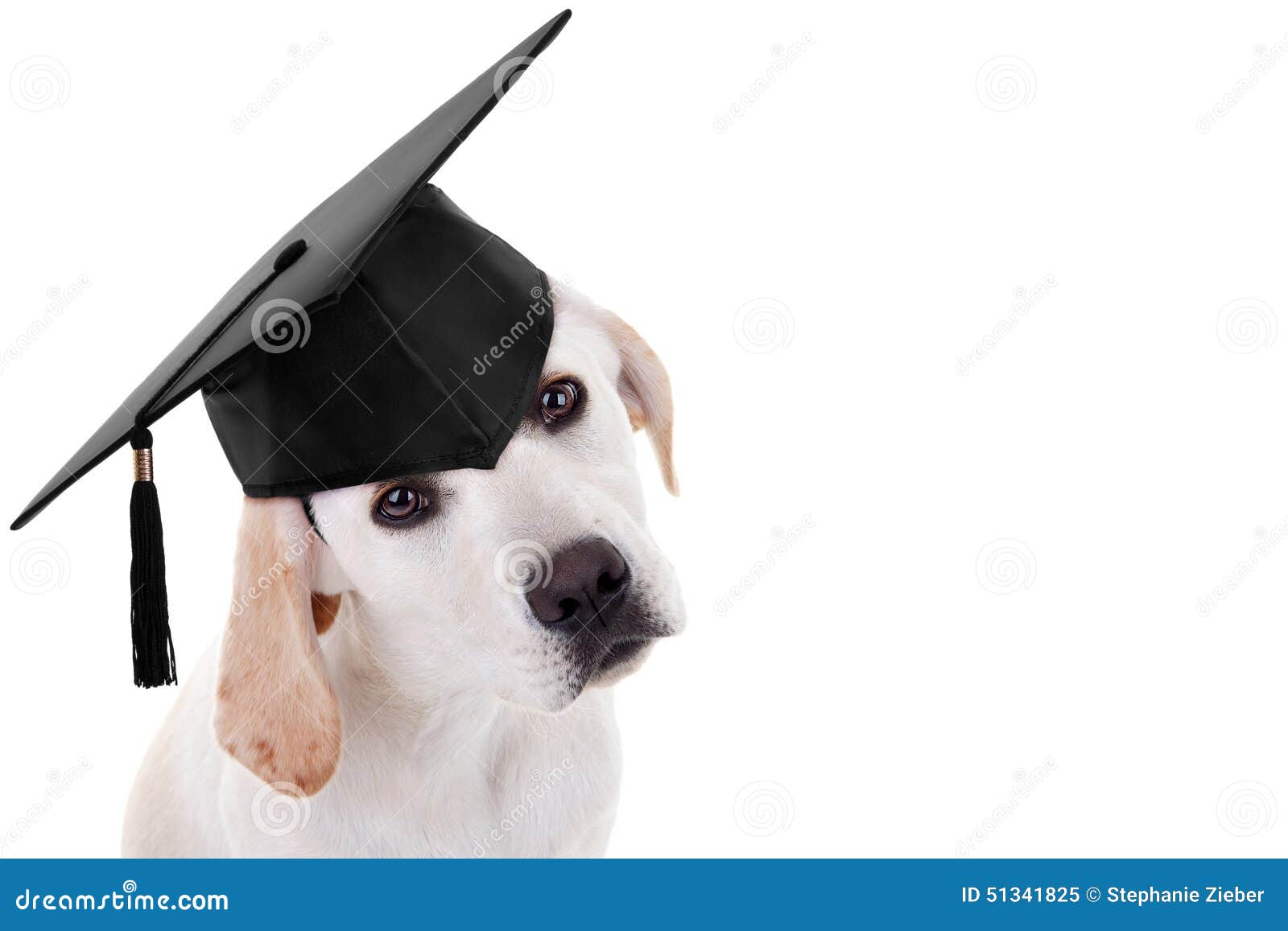 Graduation Graduate Dog Stock Photo - Image: 51341825