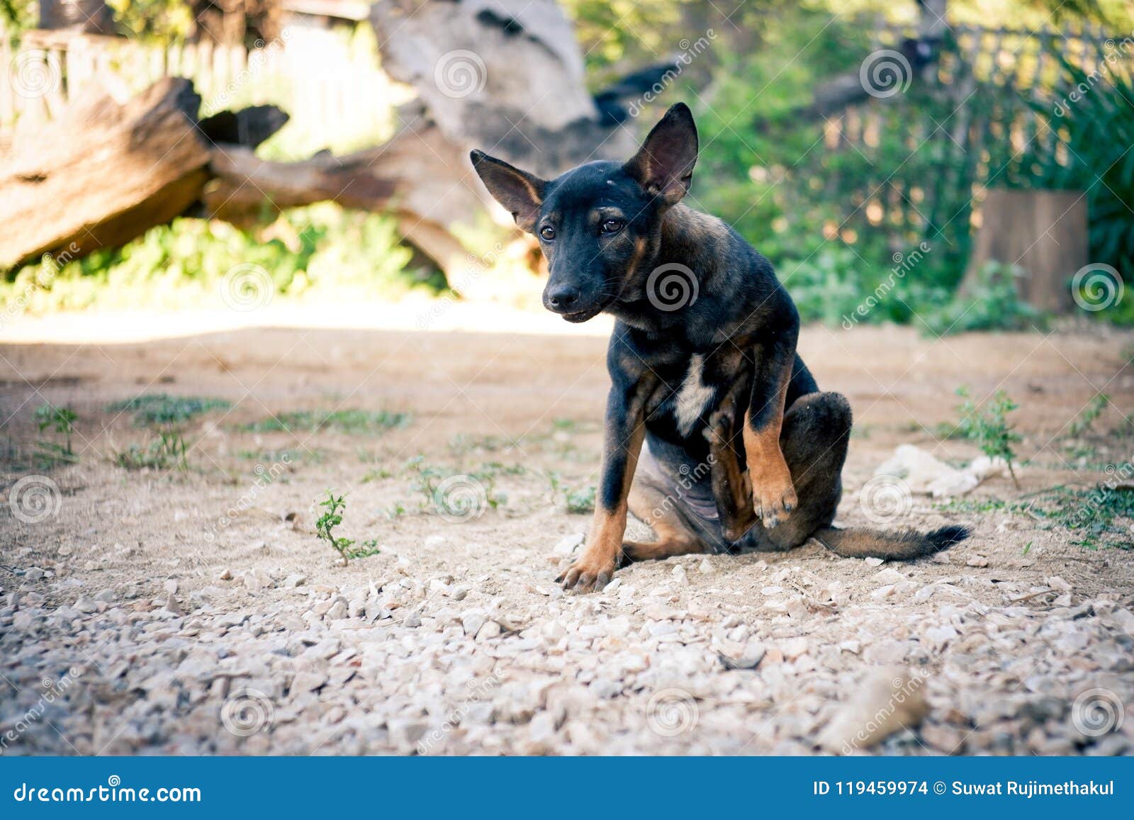 Graffio Tailandese Del Cane Nero Che Prude La Sua Gamba Fotografia