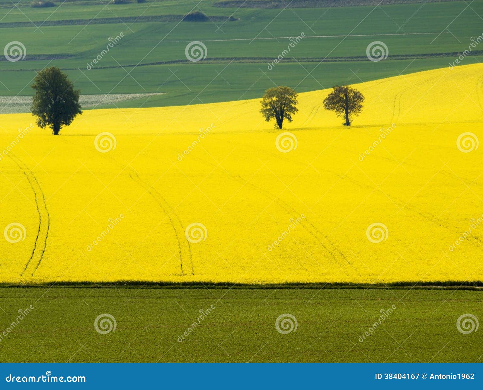 grafic forms a yellow and green field.